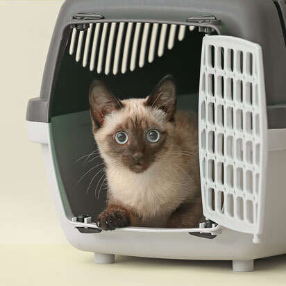 kleitiertransport bubblenavibanner 412x412